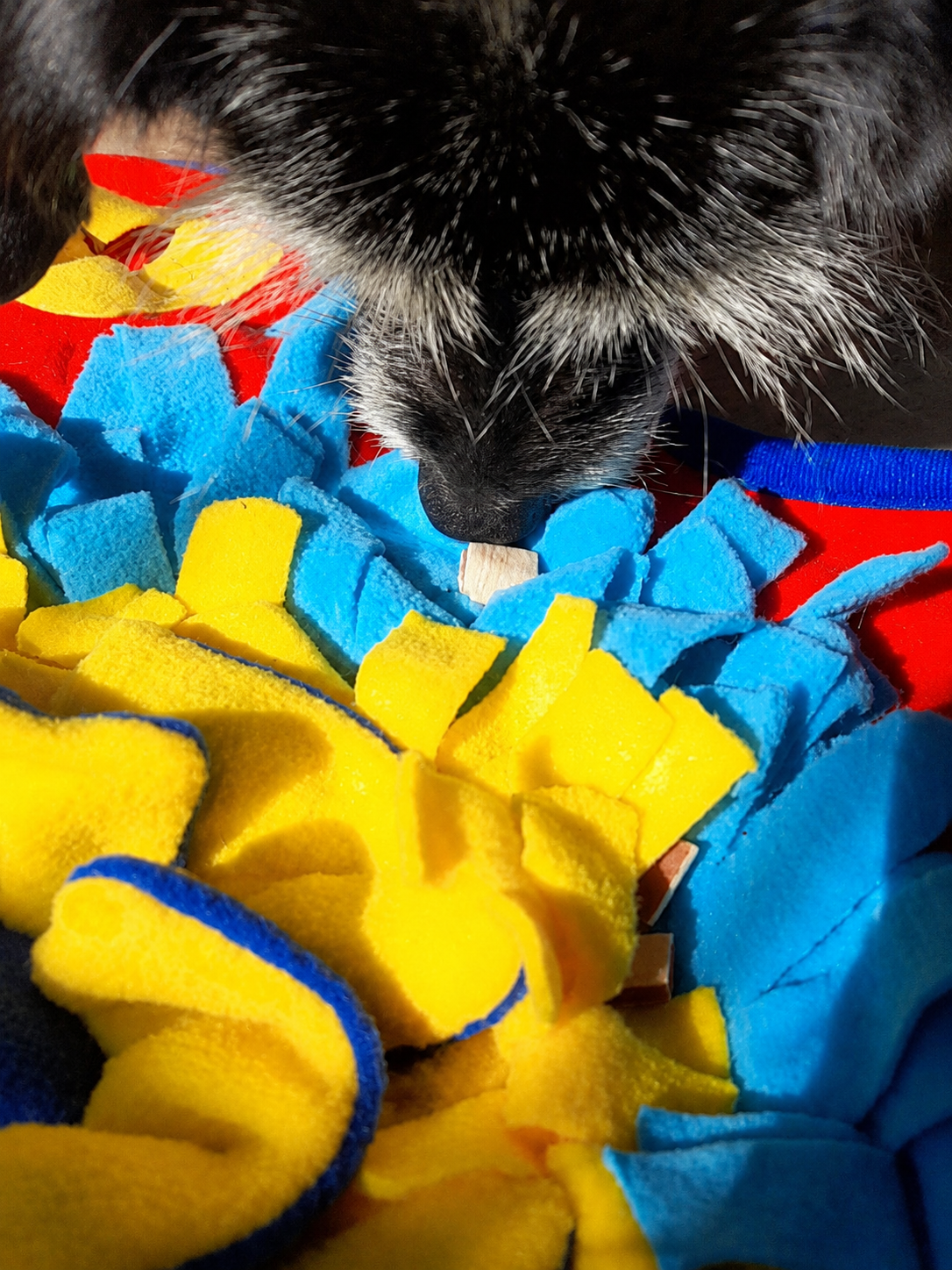 Alfombra Olfativa Didáctica para Perros 50x50 cm 🐶🧠 | Estimulación y Diversión