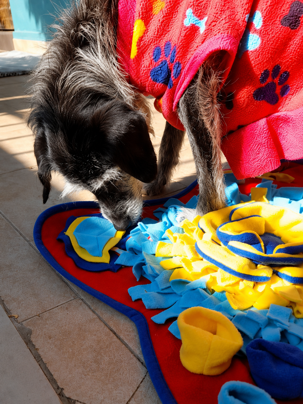 Alfombra Olfativa Didáctica para Perros 50x50 cm 🐶🧠 | Estimulación y Diversión
