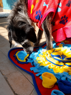 Alfombra Olfativa Didáctica para Perros 50x50 cm 🐶🧠 | Estimulación y Diversión