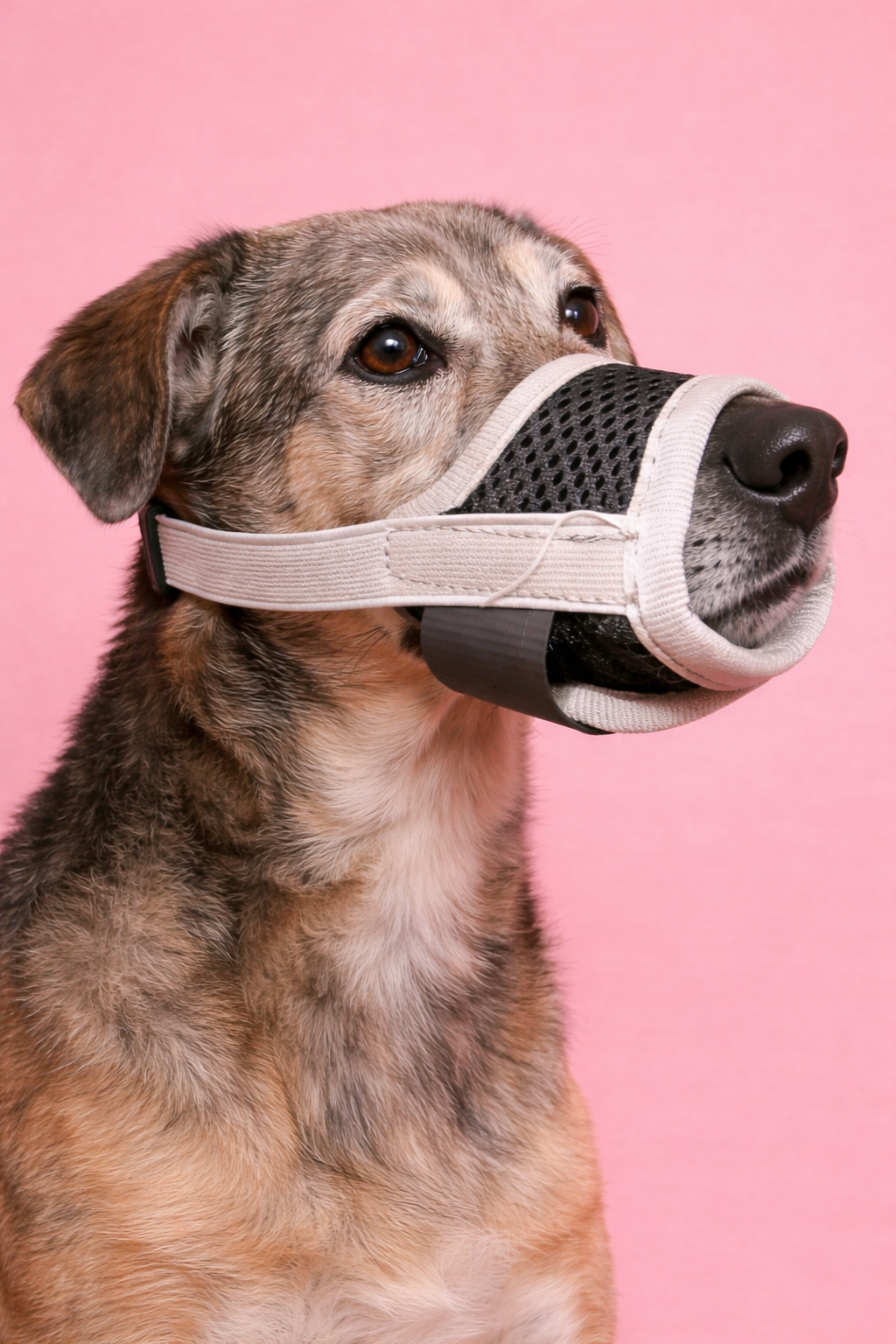 Bozal para Perr@s reactivos o para entrenamiento 🐶 | Control y Seguridad en Paseos (Ajustable)