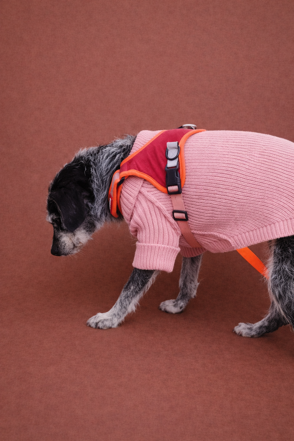 Chaleco Tejido para Perr@ 🐶 | Abrigo Calentito y Estilo otoño - Invierno